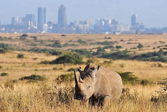 Nairobi National Park